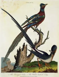 The Senegal Coly and the White Backed Coly